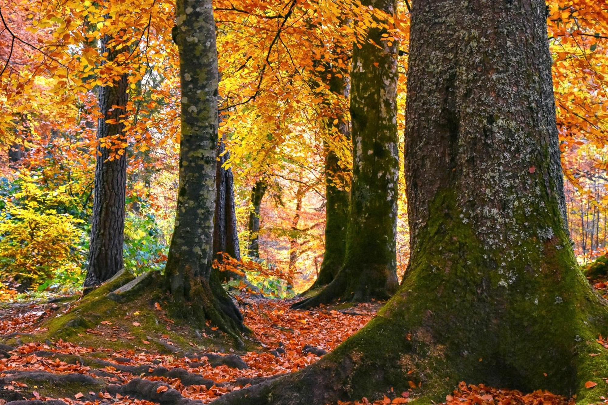 Craik Na Dav B&B Invermoriston Eksteriør bilde