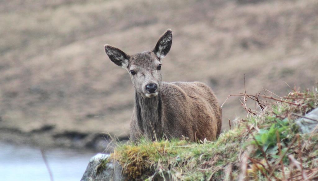 Craik Na Dav B&B Invermoriston Eksteriør bilde